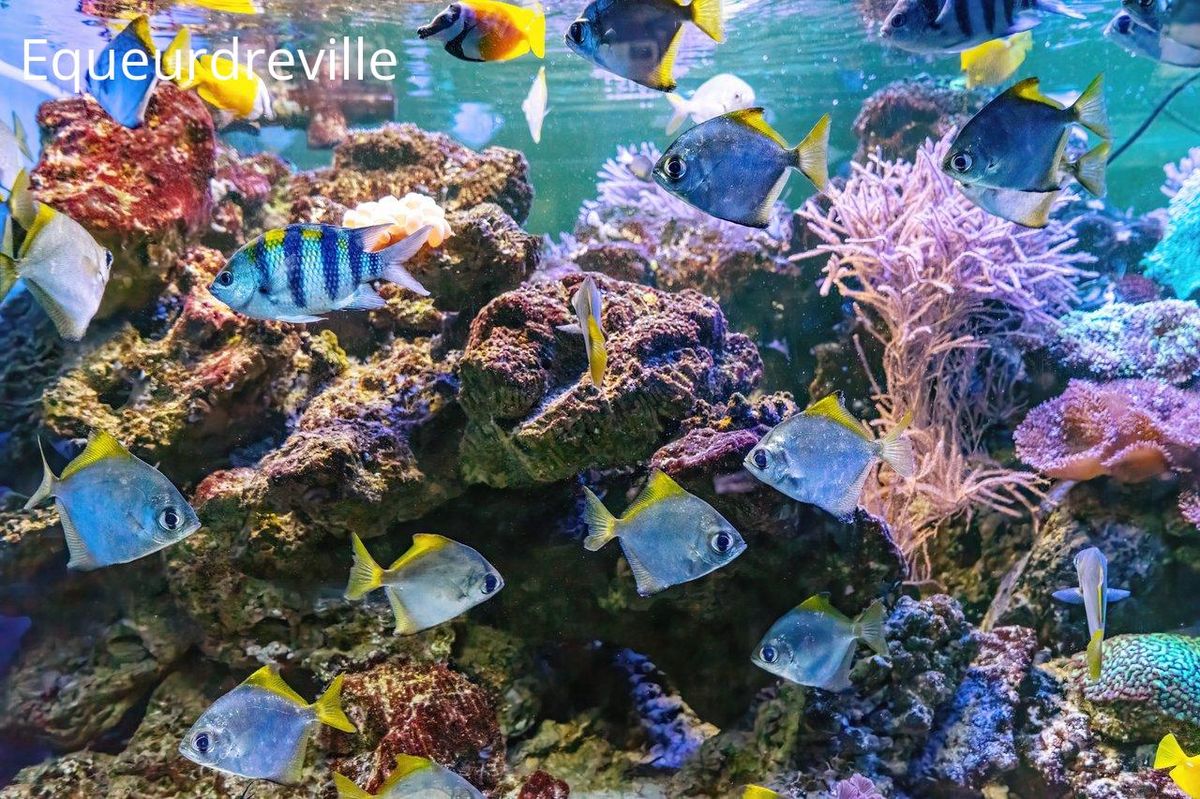 Plongée dans l'océan à La Cité de la Mer: un spectacle de coraux et poissons colorés! 🌊🐠