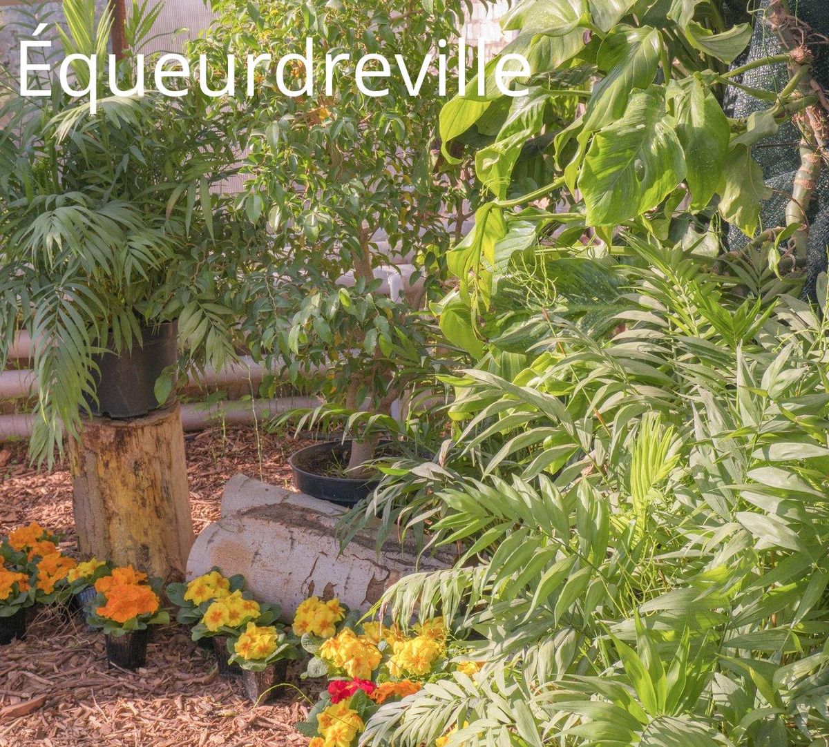 Promeneur dans le parc Emmanuel Liais, où se mêlent plantes exotiques et ambiance tropicale.