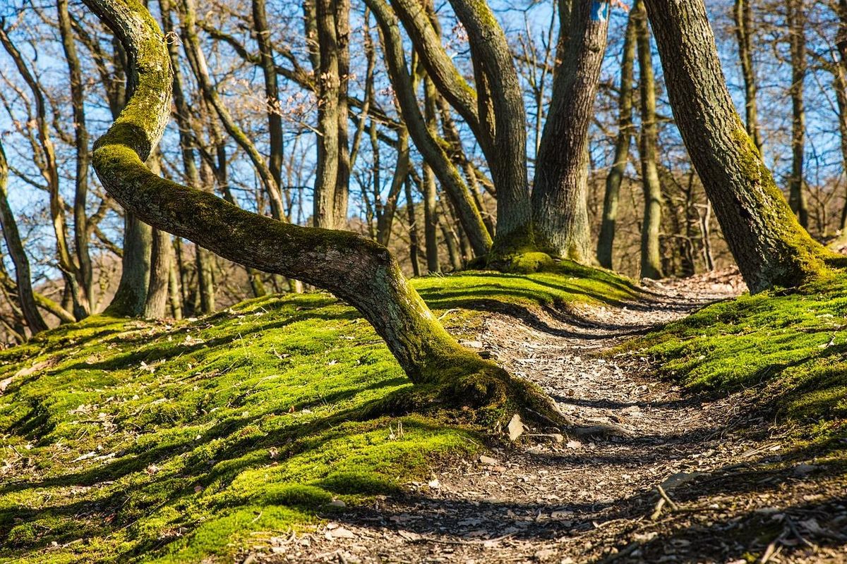 Sentier enchanteur sous les arbres torsadés, un incontournable d'Équeurdreville.