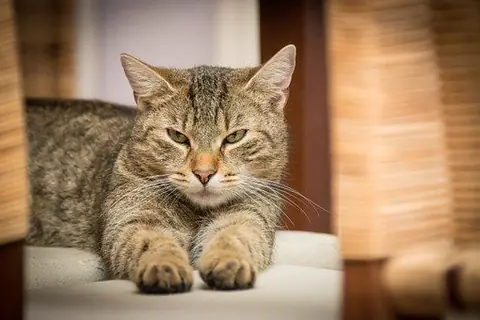 5 jouets pour chats qui font l'unanimité