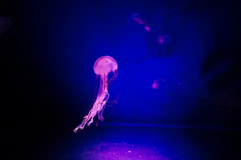 Festival Immersions 2026 à Cherbourg : films, conférences et accès gratuit