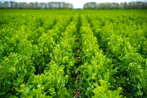 Agriculture : comment procéder à la conduite culture du strip-till ?