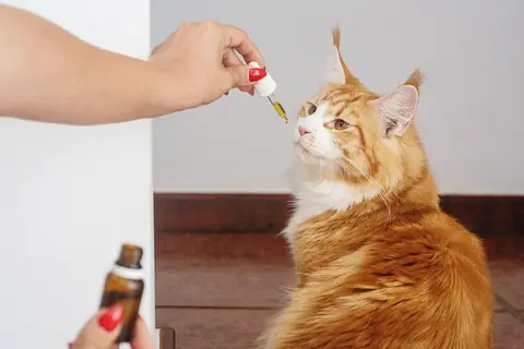 Avantages du CBD pour les animaux de compagnie. Découvrez comment l'huile CBD pour chats peut protéger votre animal