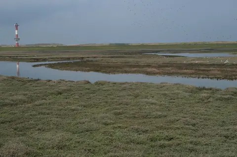 Marais du Cotentin et du Bessin : un parc naturel à explorer