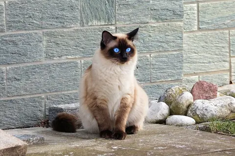 Mon chat de race a-t-il besoin d’être assuré ?